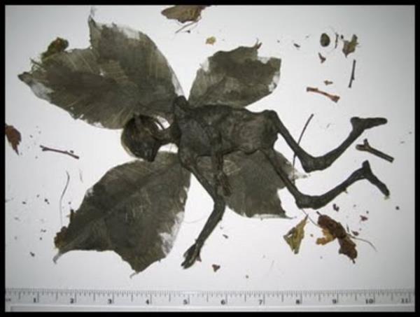 <b>Peri Mumyas Bulundu :</b> ngiltere'de 1 Nisan gn parkta bulunan bu yaratk lkede byk yank yaratt.