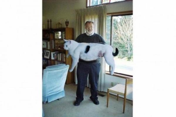 <b>Dev Kedi Snowball:</b> 2000 ylndan sonra e-posta'larda dolamaya balayan fotorafta Roger Degagne isimli bir vatanda, bu devasa kedisiyle poz vermi. E-posta'da yer alan iddiaya gre Snowball'un bu hale gelmesinin nedeni santraldeki zehirli bir sv.