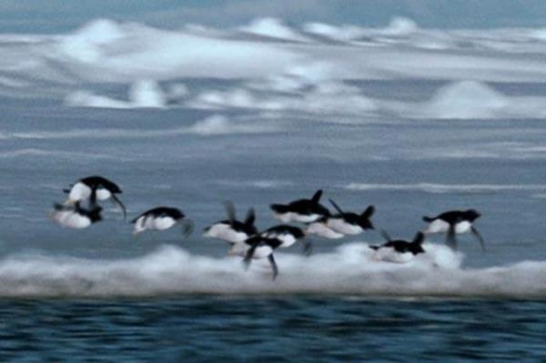 <b>Uan Penguenler:</b> 'Evrimin Mucizeleri' isimli yeni doa tarihi belgeselleri eken BBC ekibi, Falkland Adalar'nn 1210 kilometre gneyindeki Kral George Adas'nda uabilen penguenlere rastlad.