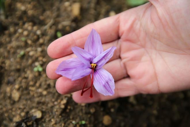 Ylmaz, tarlasnn turizme ak olduunu ve misafirlerin tarlada safran iei toplayabildiini anlatarak, kylerinin Safranbolu'nun en fazla safran retilen ky olduunu ifade etti.