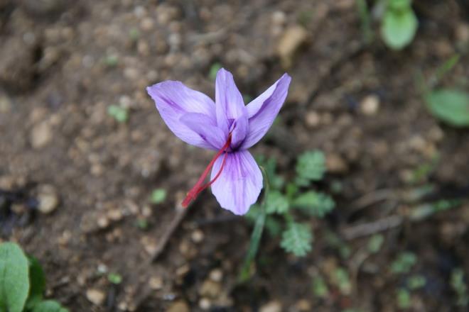 Boya, yemek, kozmetik, ila ve gda gibi birok sektrde kullanlan ve bu yl 55 kilogram rn elde edilmesi amalanan safrann iekleri toplanyor.<br><br>Arlnn 100 bin kat kadar svy sarya boyayabilen, 80 bin iekten sadece yarm kilogram rn elde edilebilen safrann kilogram geen yl 450 bin liradan satld.