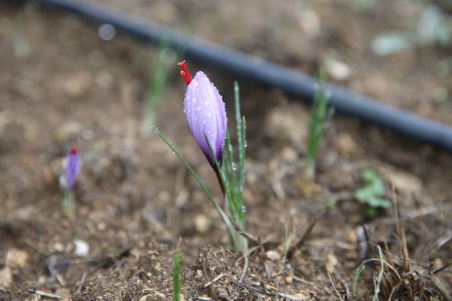 Her yl austosta ekimine balanan, ekim-kasmda mor renkli ve ho kokulu iekler aan 15-30 santimetre uzunluundaki safran, ilede 14 kyde 45 ifti tarafndan yaklak 105 dekar alanda retiliyor.