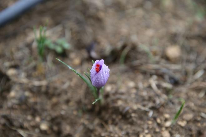 Safran tarlalarnn yerli ve yabanc turistlerin ilgisini ektiini belirten Ylmaz, her yl yaklak 50 bin kiinin safran tarlalarn ziyaret etmeye geldiini kaydetti.