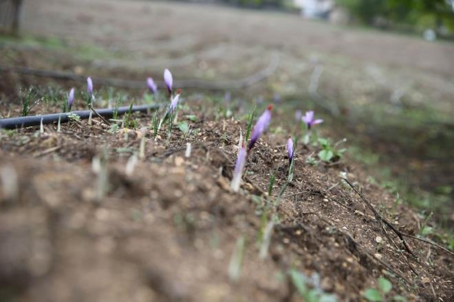 <h2 class="gallery-item-title">"15 KASIM'A KADAR EKLENMEYE DEVAM EDER"</h2>                <p>Yukariftlik ky Keten Mahallesi'nde safran yetitiricilii yapan smail Ylmaz, AA muhabirine, yaklak 25 dekar alanda retim yaptn syledi.<br><br>Havalarn serinlediine deinen Ylmaz, "Gzel yamur yad. Safran ieklenmeye balad. 15 Kasm'a kadar ieklenme devam eder. Her gn iek toplarz." dedi.</p>