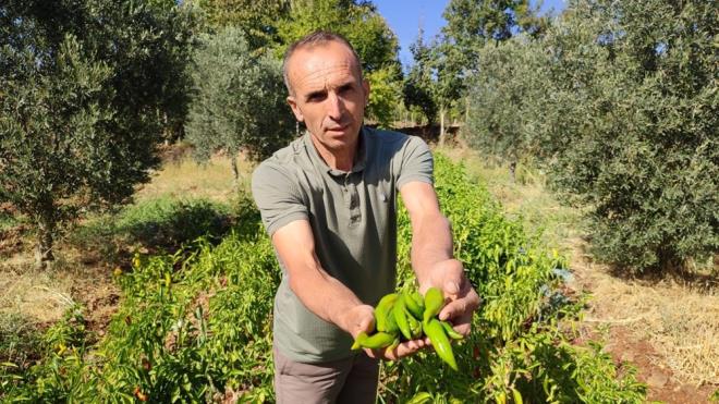 leye bal Yenieme Mahallesi'nde  dnmlk arazide Kayaca Biberi retimi yapan Ziraat Teknikeri Mevlt Gndodu, tamamen doal olarak retimi yaplan biberin dekar bana bir tona kadar rn verdiini syledi.