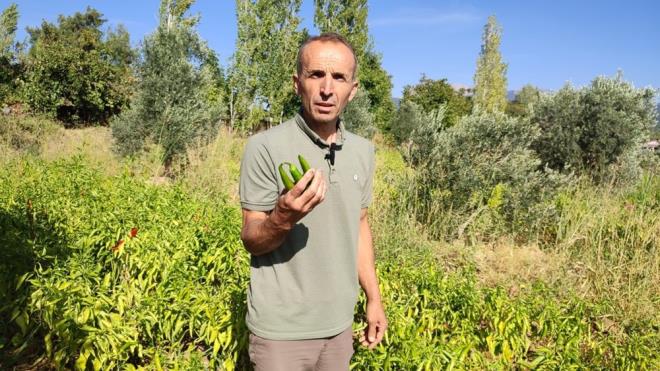 Bu blgede youn olarak rettiimiz Kayaca Biberinin en byk zellii ac olmas. izmelik, kurutmalk ve turu yapmak isteyenler bu blgede Kayaca Biberini tercih ederler. Sezonda bir dnmden bir tona yakn biber hasad yapyoruz. rettiimiz biberlerde genellikle Tavas ilesine bal mahallelerde de satlyor.