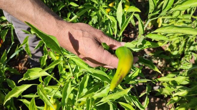 Denizli'nin Beyaa ilesinde ac severler iin kurutmalk veya turuluk olarak retilen mehur Kayaca Biberinde hasat sona erdi.