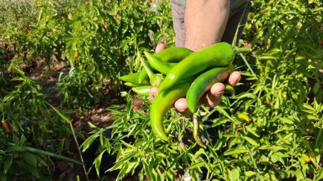Biber retiminde tarlann hazrlanmasnn fidanlarn ata tohumundan retilmesine kadar dikkat edilmesi gereken birok faktrn bulunduunu anlatan Gndodu, "Kayaca Biberinin tohumlarn ubat aynda ekeriz. kan fidanlar tplere alp mart aynda tarlaya dikimini yaparz. Mays aynda mehur Kayaca Biberinin hasad balar. Hasat ekim bana kadar devam eder.