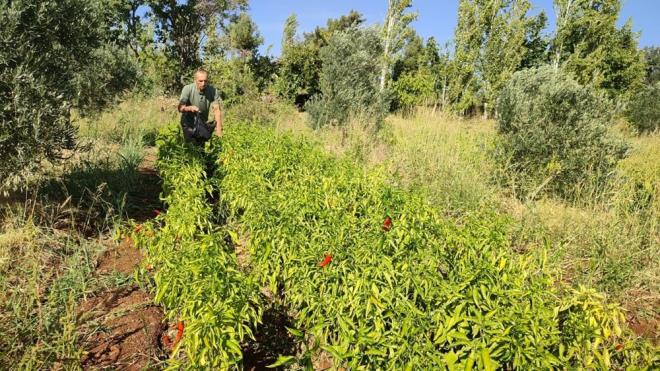 Biberleri organik olarak retiyoruz. Yani ila kullanmyoruz. Biber fidanlarn dikmeden topra hayvan gbresi ile zenginletiriyoruz. apasn da ok gzel yaparak biberlerin yannda yabanc otlarn yetimesine izin vermiyoruz" dedi.