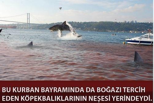 Sosyal medyada Kurban kareleri tk rekoru kryor...