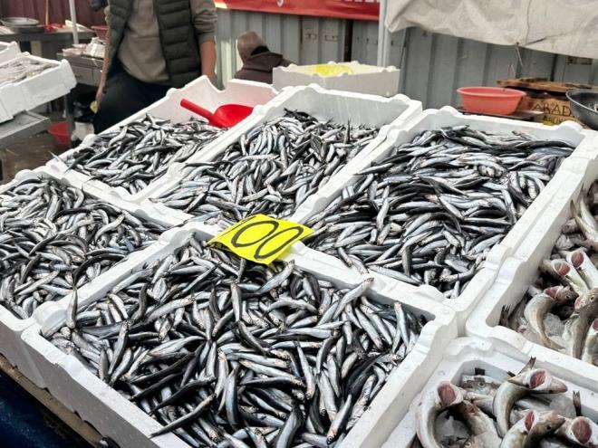 Bugn hamsi gzel. 2-3 gndr byle devam ediyor. Youn bir ilgi var, yetiemiyoruz. Hamsi 100 lira iken tketmek, buzlukta saklamak iin tam zaman. 100 lira bir fiyat deil. 100 liraya bedava hamsi. Hem de bizim hamsimiz Karadeniz hamsisidir. Birka gn daha byle devam eder. nmzdeki srete 200-250 bandna tekrar ykselebilir. Bu aralar fiyat byleyken alalm balk yiyelim" dedi.