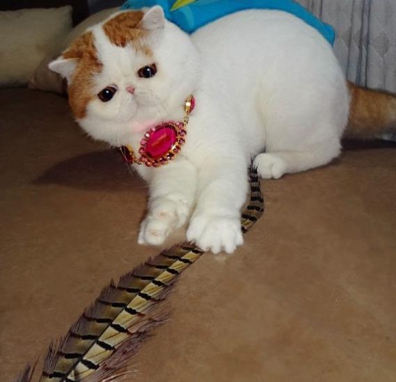 te sevimli kedi Snoopy'nin sosyal medyada paylalan fotoraflar...