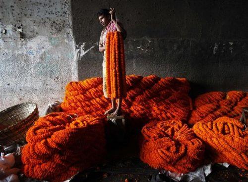 Hindistan'da bir sokak satcs yaklaan Durga Puja festivali ncesinde iek pazarnda mterilerini beklerken bir yandan da toplad Kadife ieklerini organize ediyor. Durga Puja festivali srasnda evleri ssleyen Kadife iekleri, iek pazarlarnda olduka rabet gryor. <b>Hindistan </b>