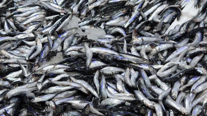 <h2 class="gallery-item-title">"SEVNTEN  YEDM"</h2>                <p>Hamsi fiyatlarnn dmesinden byk mutluluk duyduunu belirten Enver Salam adl vatanda, "Ara sra i hamsi yerim ama bu kez sevinten tezgahtan i aldm.</p>