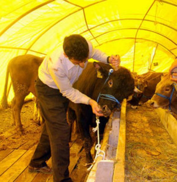 Bu bayram ibadetleri yerine getirirken buna araclk eden hayvanlara sayg gstermeli ve onlara eziyet etmemeliyiz.