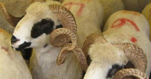 Kolesterol, imanlk, gut, kabzlk, eker gibi problemleriniz varsa fazla miktarda krmz et yememenizde yarar var