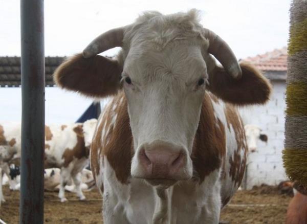 Eti fazla kardysanz yemekten sonra bol scak su ve bitki ay imek rahatlatr.