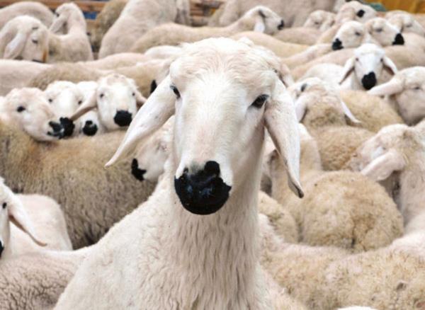 Et hazm kolay bir gda olmadndan mutlaka yava yava ineyin.