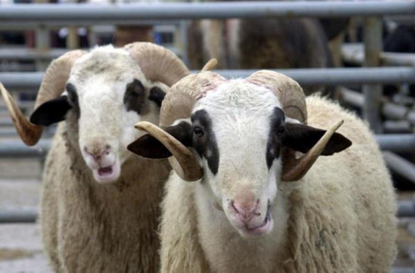 Taze eti piirirken defne ya da biberiyeyle tatlandrrsanz hem hazm kolaylar hem de hijyen asndan daha uygun olur.