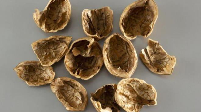 Bitkiler iin doal bir g kayna olarak kullanlan ceviz kabuu, topran mineral dengesini destekliyor ve bitkilerin daha salkl bymesine katk salyor. Ayn zamanda yksek s verme zelliiyle de evre dostu bir yakt alternatifi oluturuyor.