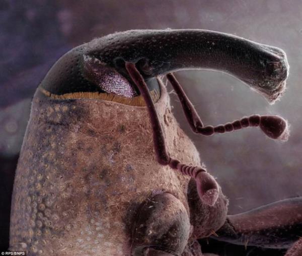 Evde gremediimiz canllardan bir tanesi