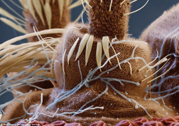 Sivri sinein anten kk