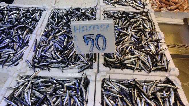 - <span class="group/language-learning cursor-pointer"><span class="group-hover/language-learning:border-foreground border-subtle cursor-pointer hyphens-auto break-words border-b-2 border-dotted outline-none transition-colors duration-200 ease-out font-sans text-base font-medium text-foreground selection:bg-super/50 selection:text-foreground dark:selection:bg-super/10 dark:selection:text-super"><span style="visibility: visible;">Bolluk bir ay daha srebilir</span></span>&#65279;<span class="ml-1 inline-block -translate-y-px"></span></span><br>  Kaygusuz'a gre bolluk bir ay daha devam edebilir. "Hava souduka hamsi daha da lezzetli olur, yeter ki deniz sakin olsun ve tekneler avlanabilsin" szleriyle sezonun umut vadettiini syledi.