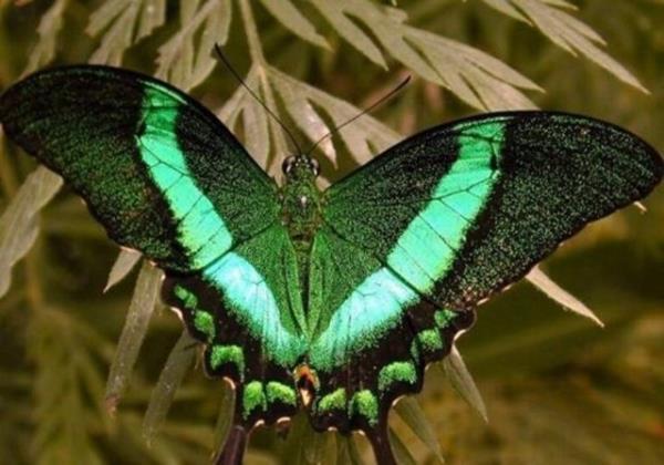 Kelebekler ayaklaryla tat alrlar.