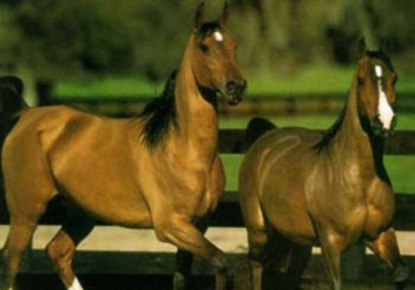 Atlar bir ay kadar ayakta kalabilirler.