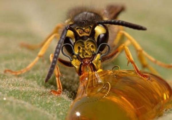 Yarm kilo bal yapabilmek iin arlar iki milyondan fazla iekten bitki z toplamak zorundadrlar.