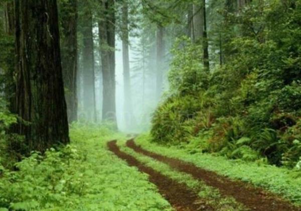 Rusyann drtte biri ormanlarla kapldr.