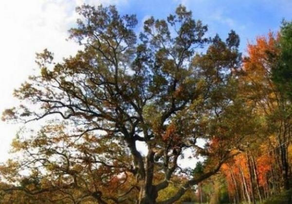 Mee aalar elli yandan nce palamut vermez.