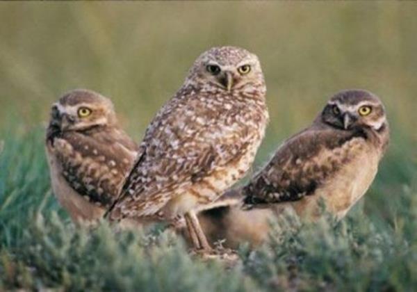 Bayku, mavi rengi grebilen tek kutur.