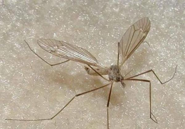 Sivrisinek kovucu spreyler sinekleri kovmuyor. Sizi gizliyor. Sivrisinein alclarn bloke ederek sizin orada olduunuzu anlamamalarn salyor... Sivrisinein kulamza ikence gibi gelen vzlt sesi onun saniyede 500 kez kanat rpmas yznden oluur