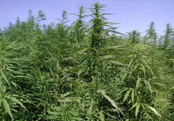 George Washington evinin bahesinde marijuana yetitirirdi.