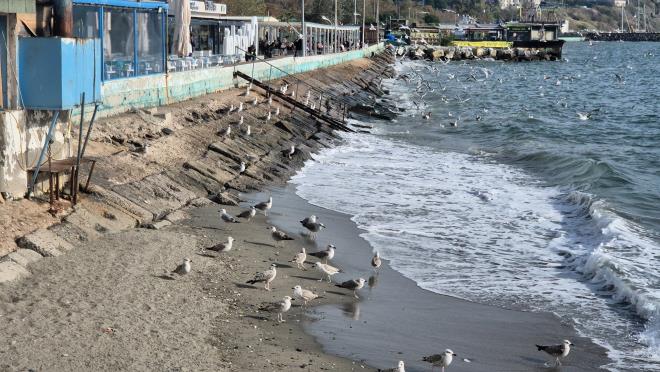 <strong>Martlar Dalga Arasnda Yart</strong><br>  Lodosun etkisiyle dalgalar arasnda kalan martlar, yiyecek kapma yarna girdi.