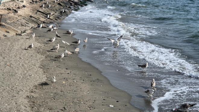 <strong>Sleymanpaa Sahili</strong><br>  Tekirda Sleymanpaa sahilinde tekneler dalgalara kar limana yanat, balklar gvenlie ncelik verdi.