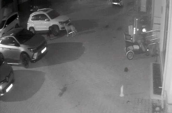 <strong>Sokak Kpekleri Ara Paralad</strong><br>  Kastamonu'nun Cide ilesinde sokak kpekleri park halindeki otomobilin plastik paralarn paralad. Olay gvenlik kameralarna yansd.