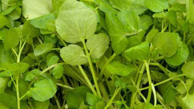 <p><span style="color:#FF0000"><strong>ZRVEDE "SU TERES" YER ALDI</strong></span></p>    <p><strong>Yaplan almann sonucunda 100 zerinden 100 puan alarak zirveye yerleen sebze ise 'su teresi' oldu.</strong></p>