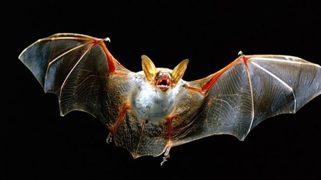 7. "Yarasalar krdr" - Sen de kr olma, gerekleri gr! Yarasalar sadece grmekle kalmaz, karttklar sesin yanksn kullanarak da yn bulurlar. Bu adan muhteem hayvanlardr.