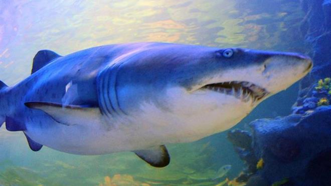 6. "Kpek balklar kanser olmaz" - Onlar da kansere yakalanr. Kpek balklarnda zellikle deri kanseri ok sk grlr.