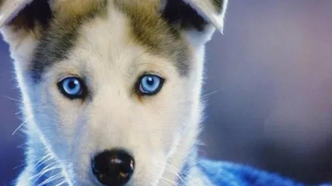 1. "Kpekler salya aktarak terler" - Hayr. Azlarndan hzl bir ekilde soluk alp vererek vcut scaklklarn dzenlerler. Terleme ilemini aslnda ayak tabanlarndan yaparlar.