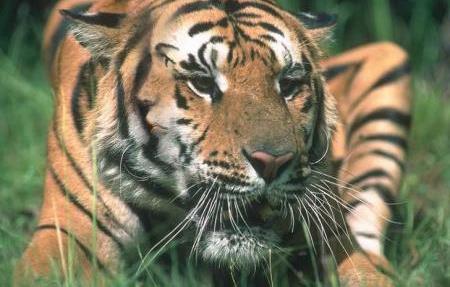 Kaplandaki gizli yz grebiliyor musunuz?