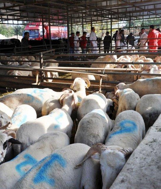 Kurbanlklar belediyelerin gsterdii yerlerde satlyor.