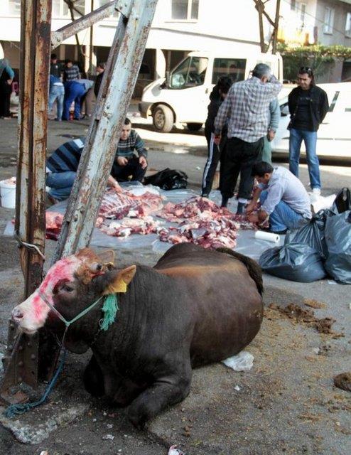 Samsun'da bir bykba hayvan... Bana geleceklerden haberi var m?