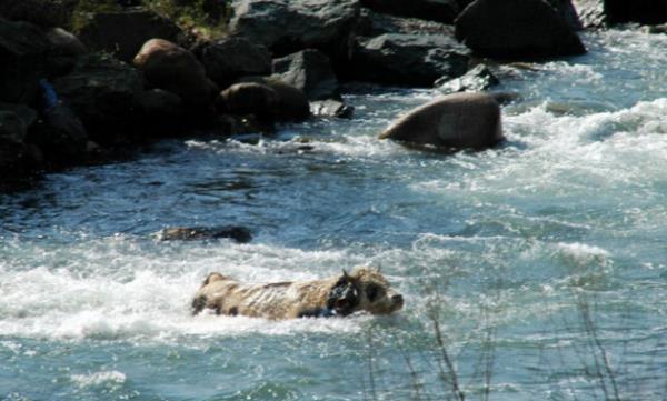 Rize'de bir kurbanlk Salarha Deresi'ne kat.