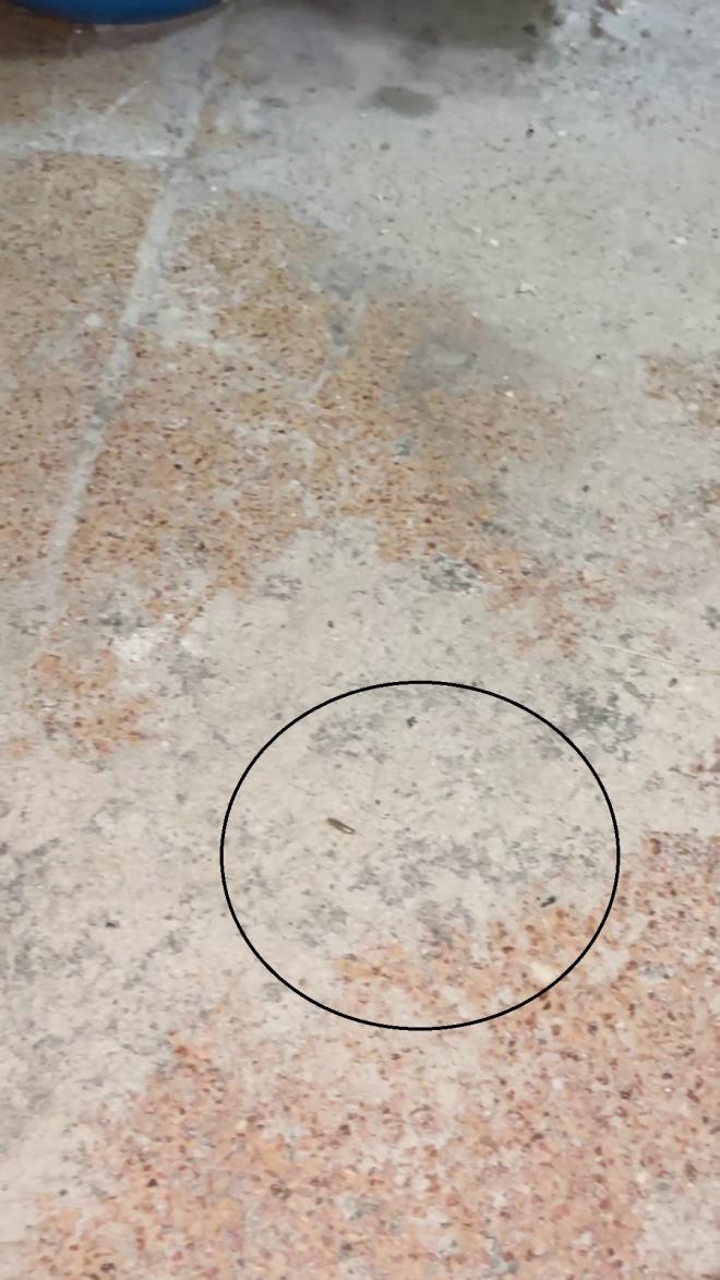 <strong>Mide Bulandran Grntler Ortaya kt</strong><br>  Zabta ekiplerinin gerekletirdii denetimlerde hijyen kurallarna uymayan frnlarda mide bulandran grntler tespit edildi. Frnlarn iindeki durum kamerayla kayt altna alnd.