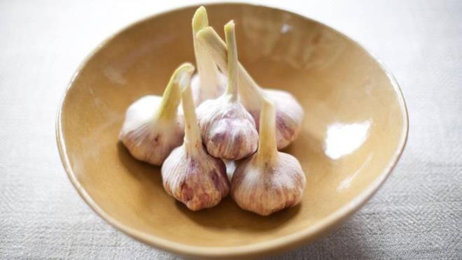 Aratrmaclar sarmsaktan elde edilen su ile hali hazrda ar gargaralarnn iinde kullanlan klorheksidin veya CHX maddesini karlatrdlar.