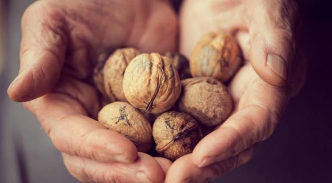 <strong>te yandan yksek antioksidan ieriiyle n plana kan ceviz, zararl serbest radikallleri ntralize ederek beyin hcrelerini hasardan korur.</strong>