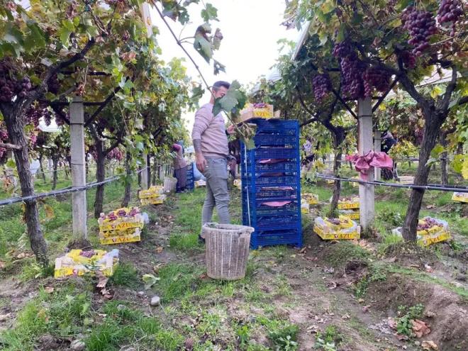 Sargl?n Baharlar Mahallesi?nden zm reticisi Nuri Uyank, zm miktarnn azaldn belirterek, "hracat yok gibi denilebilir.  piyasada mahallenin iinde 40-50 liradan satlyor.  piyasaya ynelik fiyatlar ise kalitesine gre 25-35 lira arasnda deiiyor. Yalar balamad iin kesimler hz kazand" dedi.